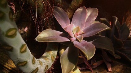 IMAG4152 succulent