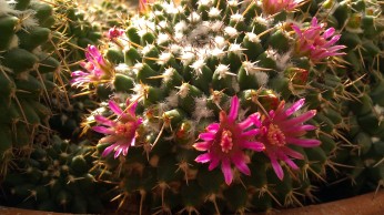 IMAG4160 cactus