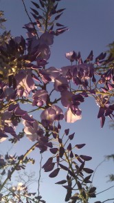 IMAG0818 wisteria