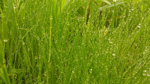 IMAG1520 grass