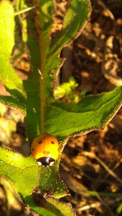IMAG1897 ladybug